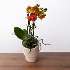 Phalaenopsis Yaphon Perfume Red - flori intens parfumate