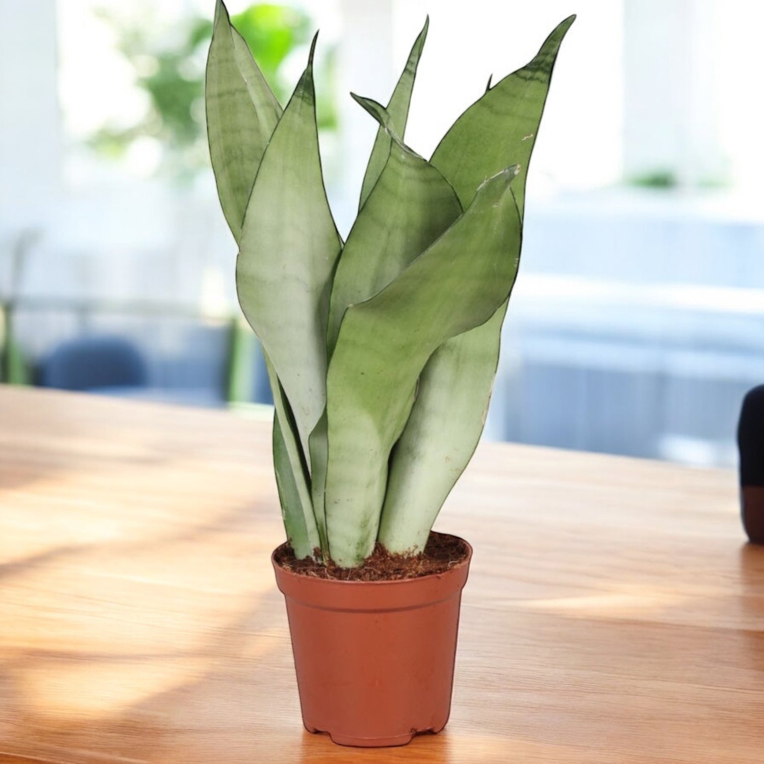Sansevieria 'Moonshine' (2 plante/ghiveci) – planta rezistenta cu frunzis argintiu