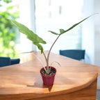 Alocasia boa A.Hay – Elephant ear with lobed leaves