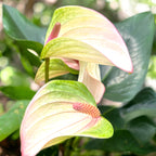 Anthurium ‘Karma Pulse’ - anthurium cu flori decorative si aspect tropical elegant