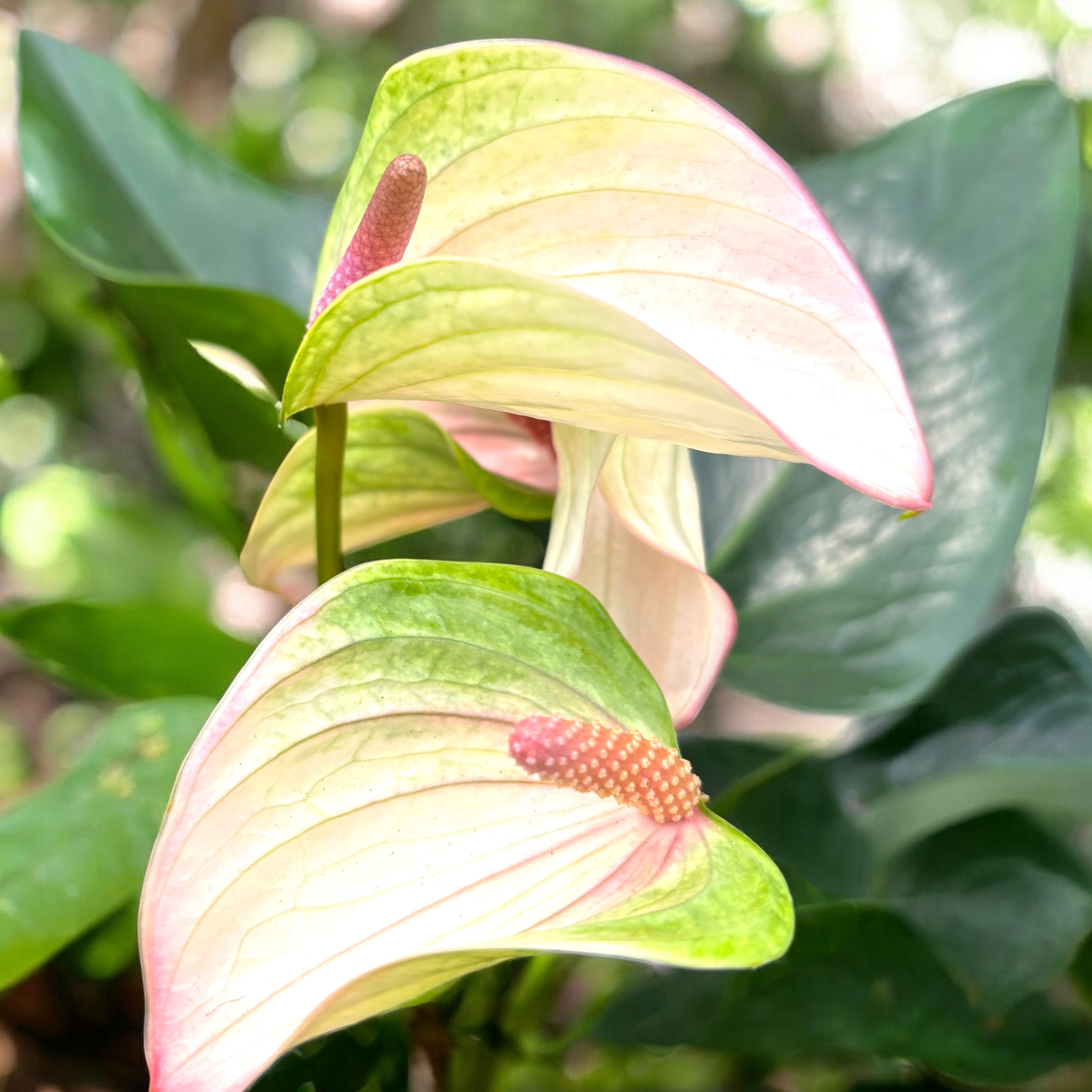 Anthurium ‘Karma Pulse’ - anthurium cu flori decorative si aspect tropical elegant