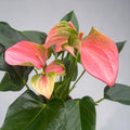 Anthurium ‘Karma Pink’ – flores rosas elegantes, con aspecto tropical exuberante