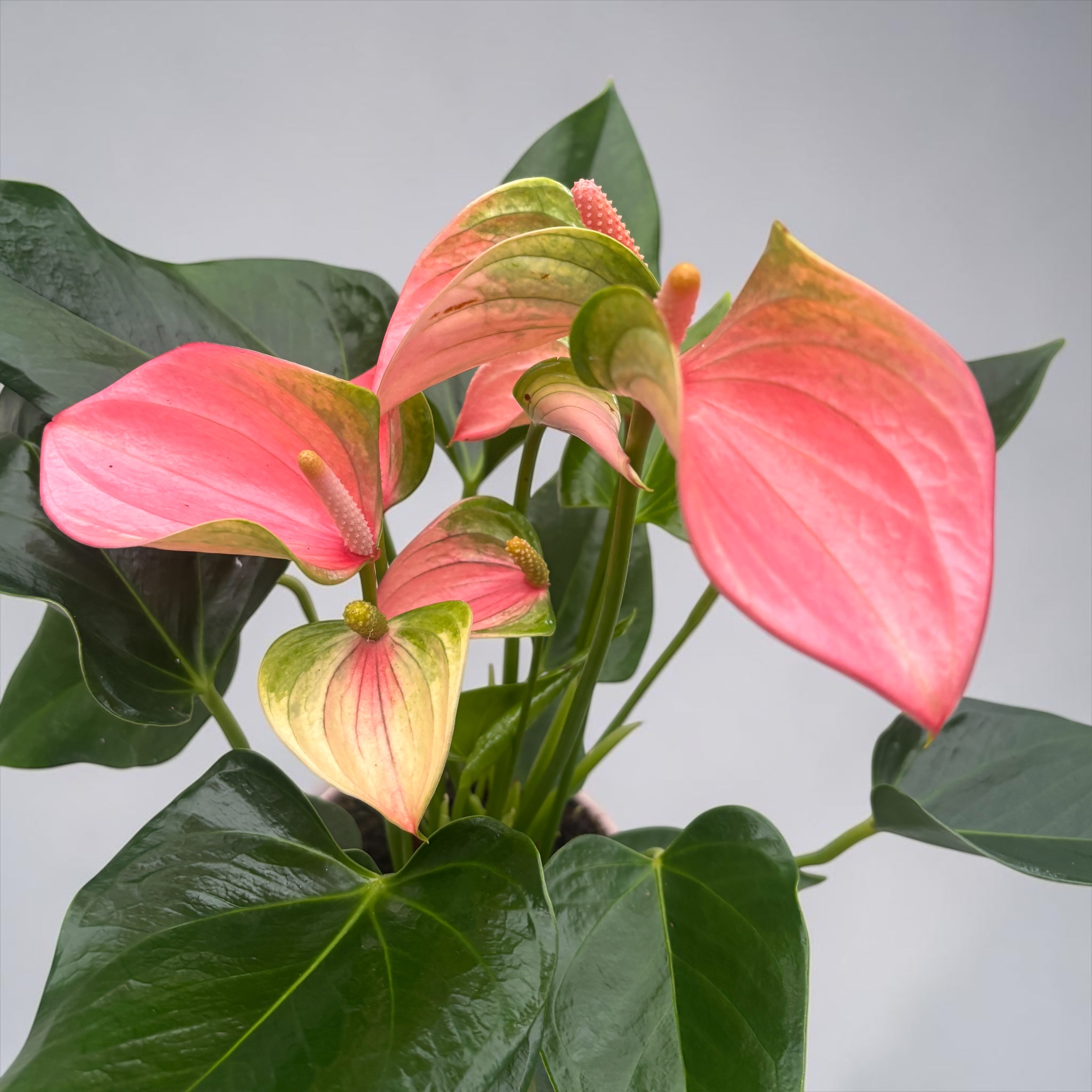 Anthurium ‘Joli Pink’ – eleganta tropicala in nuante de roz intens