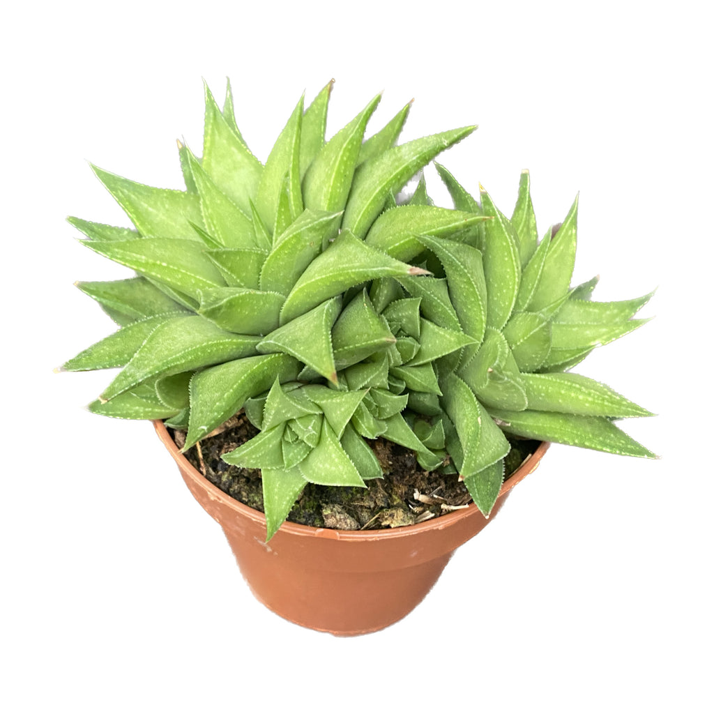 Haworthia angustifolia var. baylissii