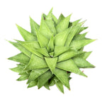 Haworthia angustifolia var. baylissii