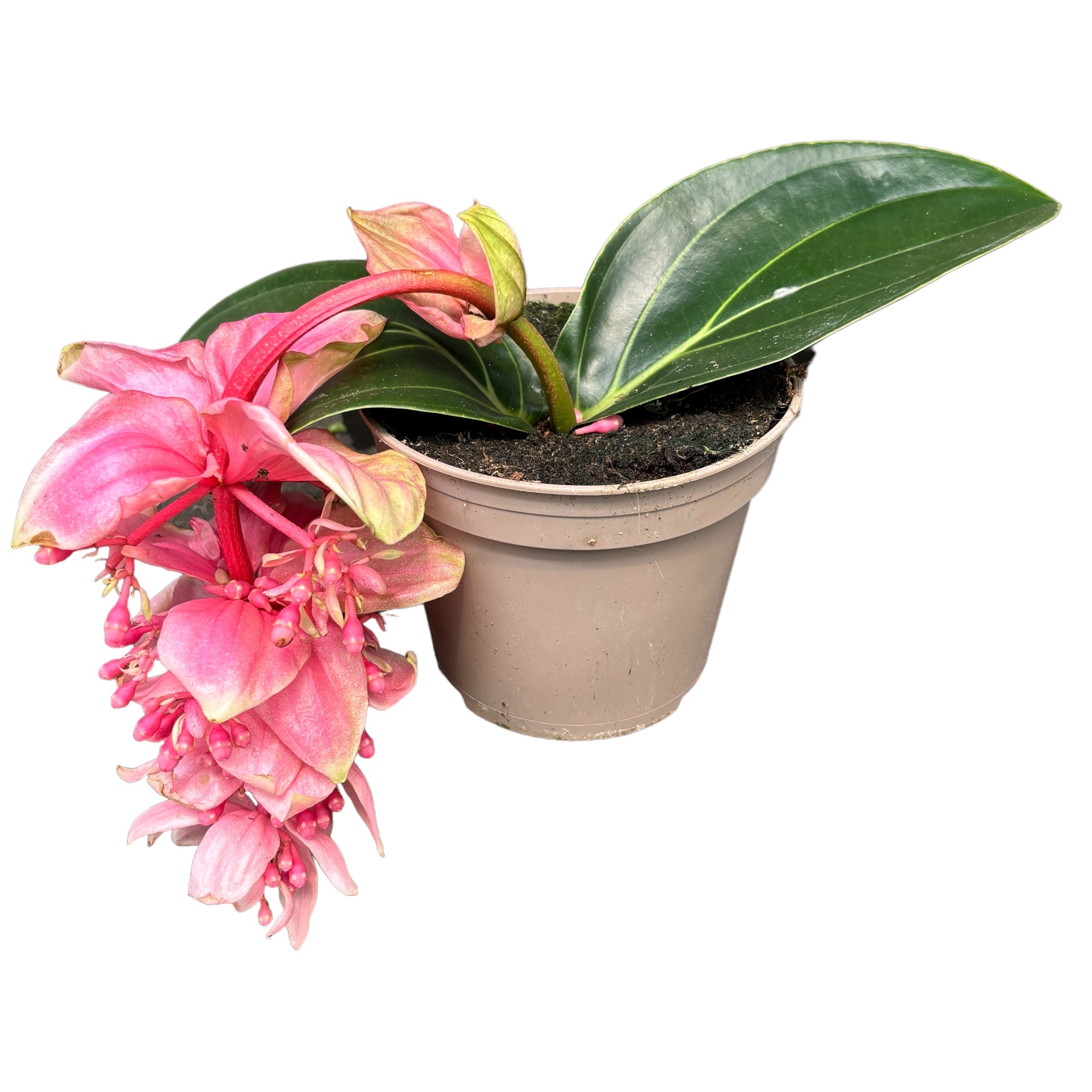 Medinilla magnifica 'Candy' - Floarea Regelui