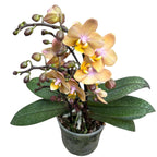 Phalaenopsis Scention (Aromio Fresh) - flori intens parfumate