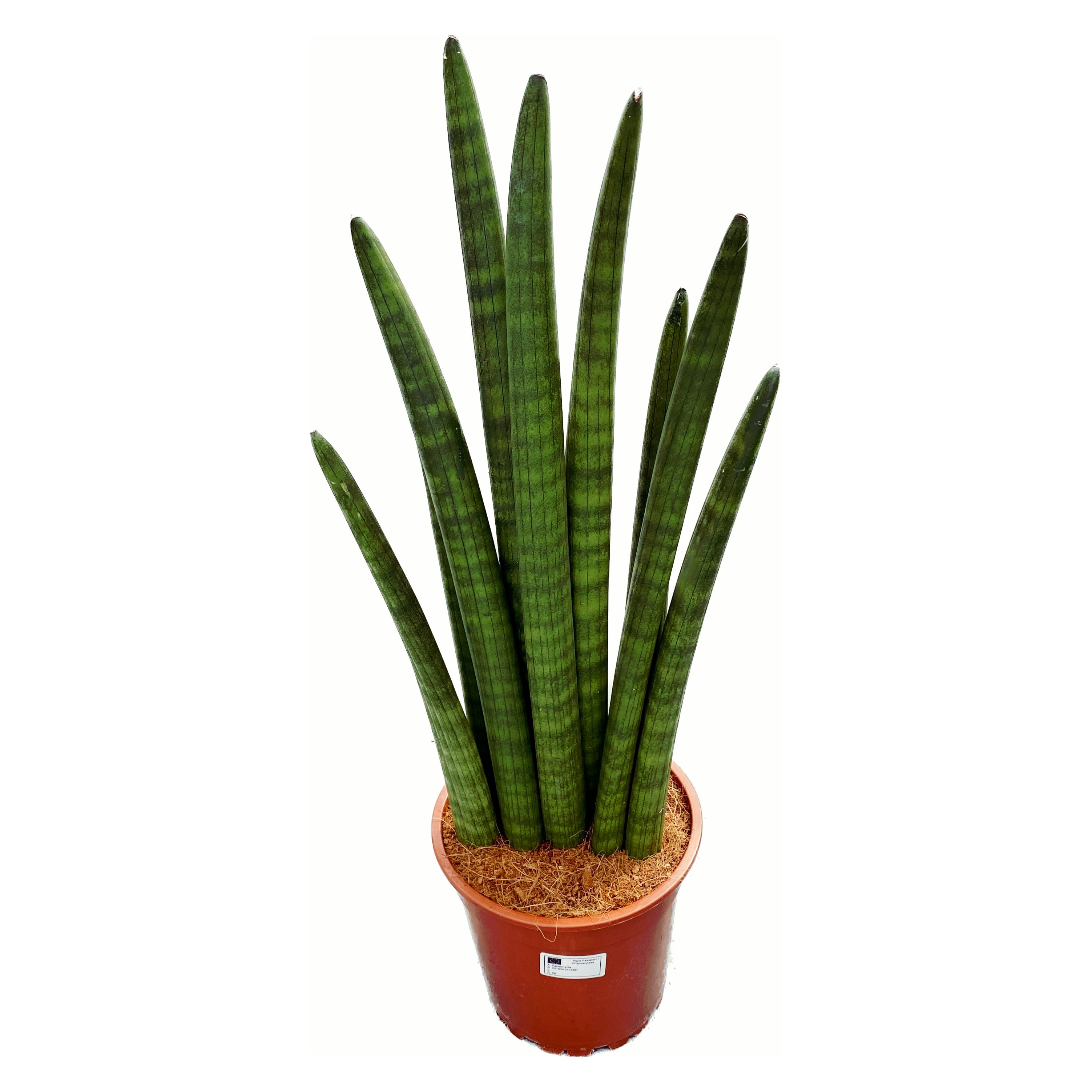 Sansevieria cylindrica Musica XL