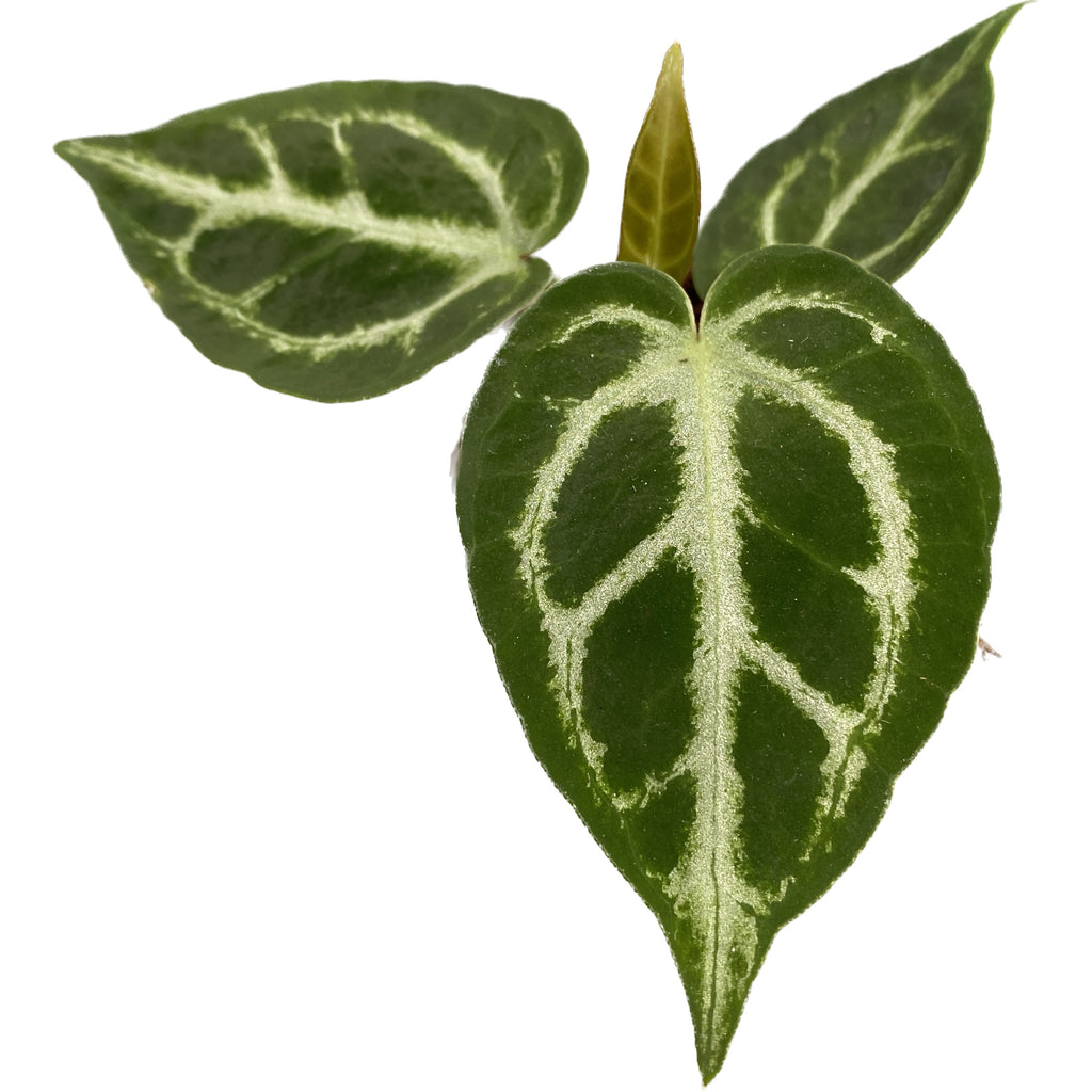 Anthurium crystallinum babyplant