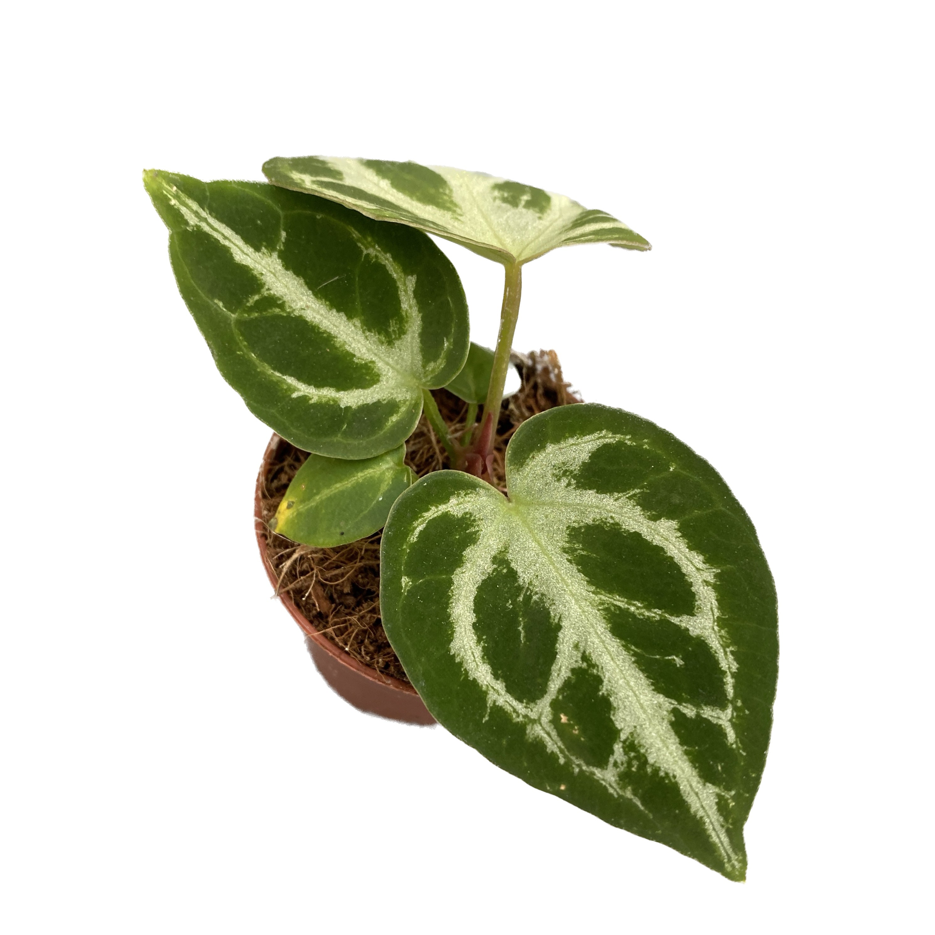 anthurium crystallinum baby Anthurium crystallinum piantina baby – Secret Garden Plant Shop