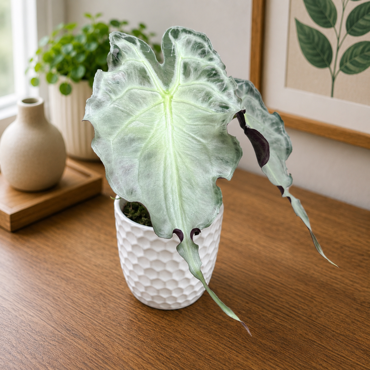 Alocasia 'Venom'