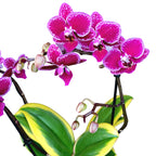 Phalaenopsis Chia E Yenlin (šareni listovi)