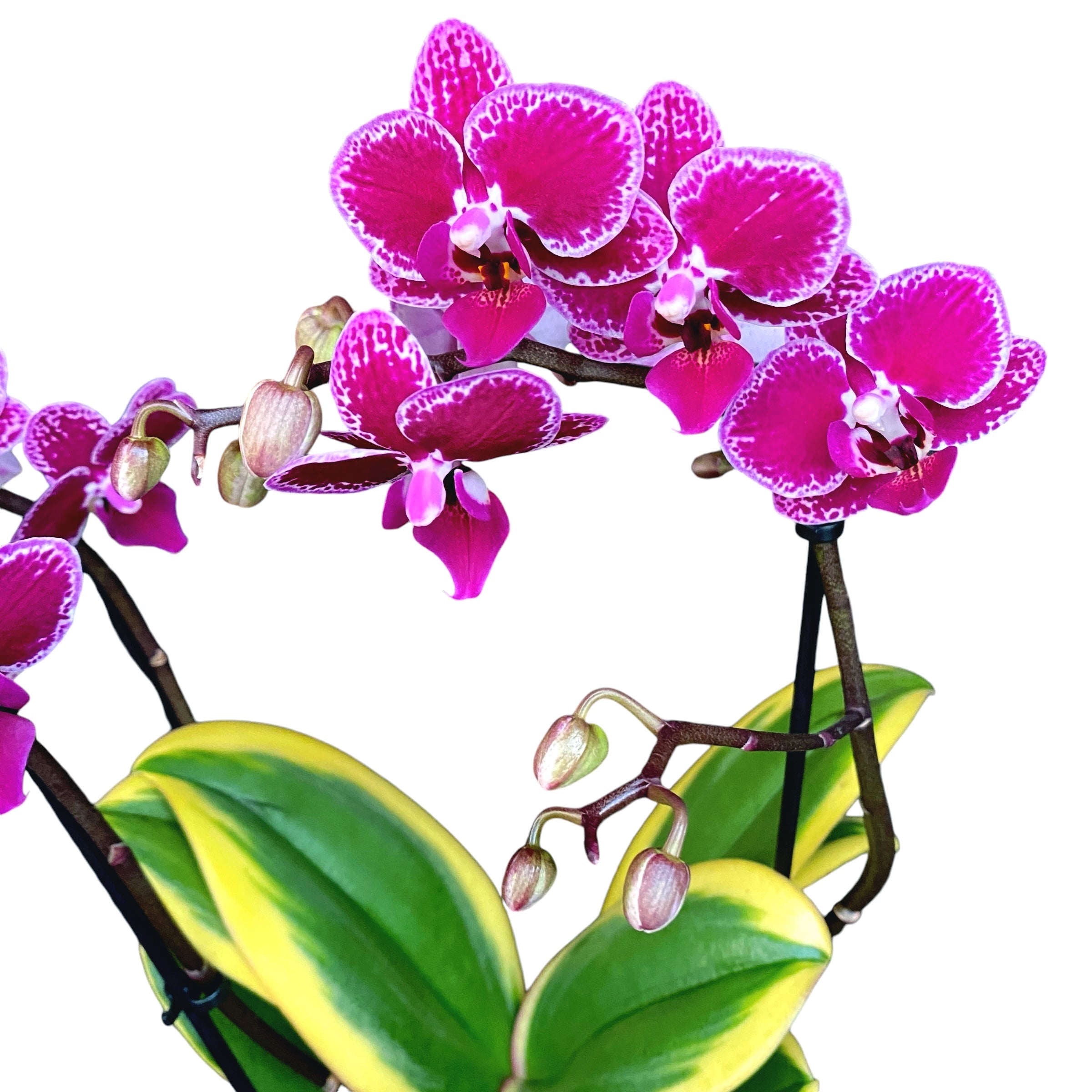 Phalaenopsis Chia E Yenlin (frunze variegate)
