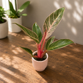 Philodendron ‘Pink Birkin’ bébé plante