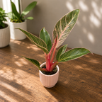 Philodendron ‘Pink Birkin’ bébé plante
