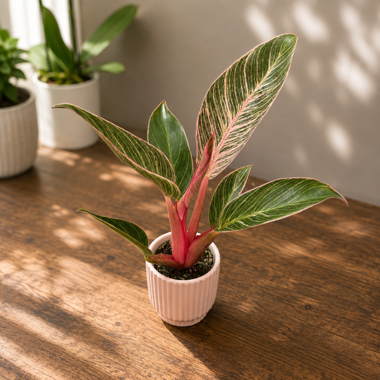 Philodendron ‘Pink Birkin’ bébé plante