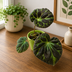 Begonia barsalouxiae – rare botanical begonia with dark green velvety leaves