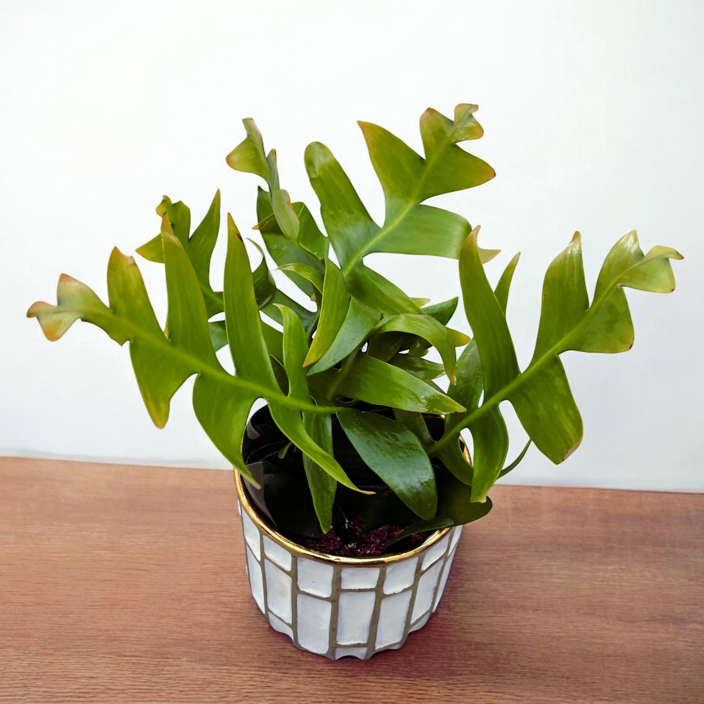 Selenicereus (Epiphyllum) chrysocardium - flori parfumate