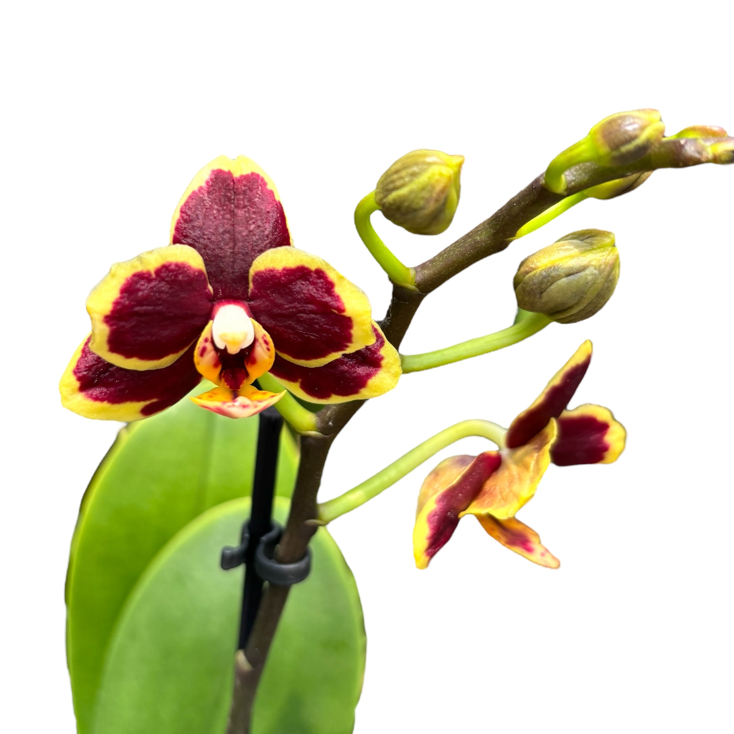 Phalaenopsis Papageno