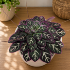 Primulina sinovietnamica ‘Hanoi’