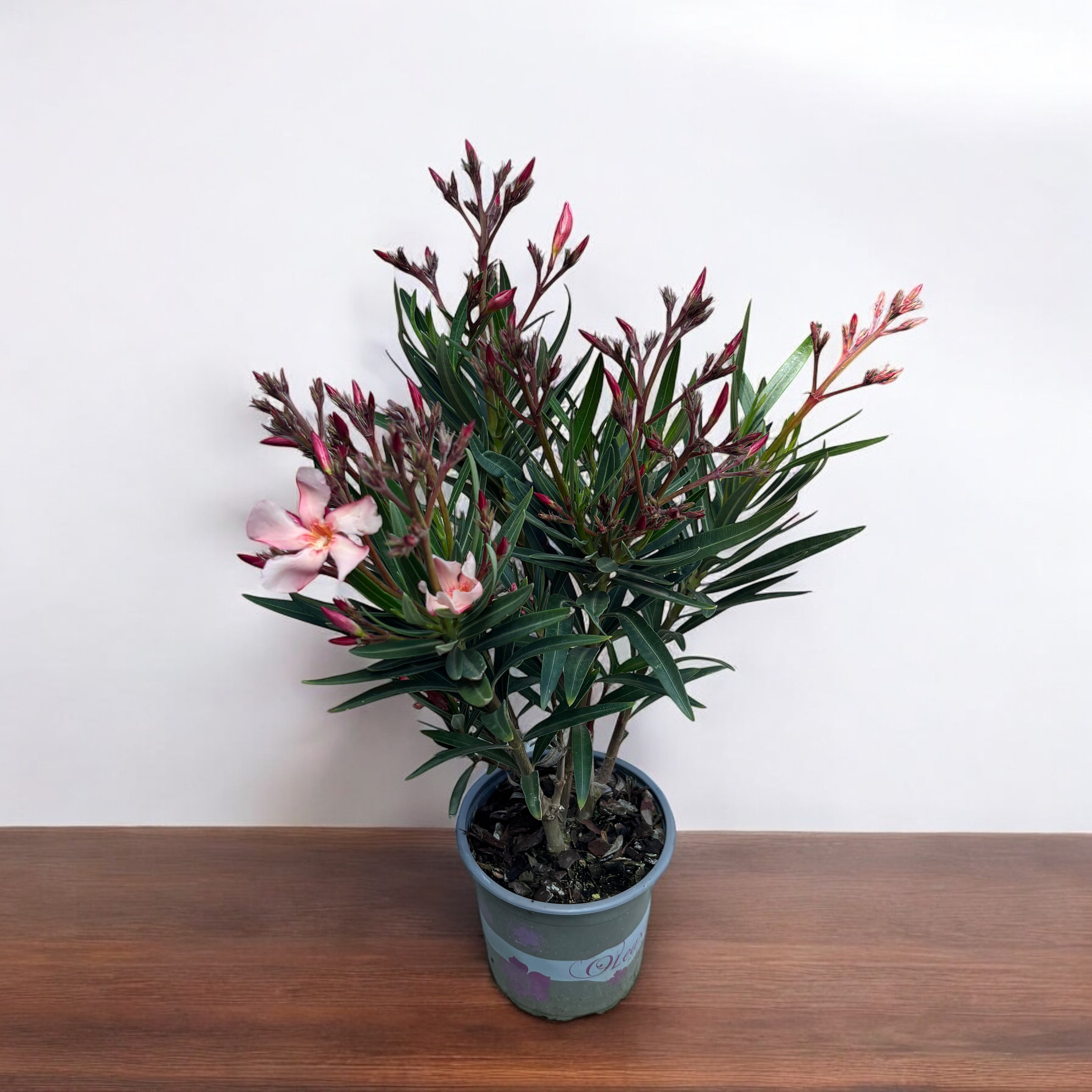 Leandru somon - Nerium Olander