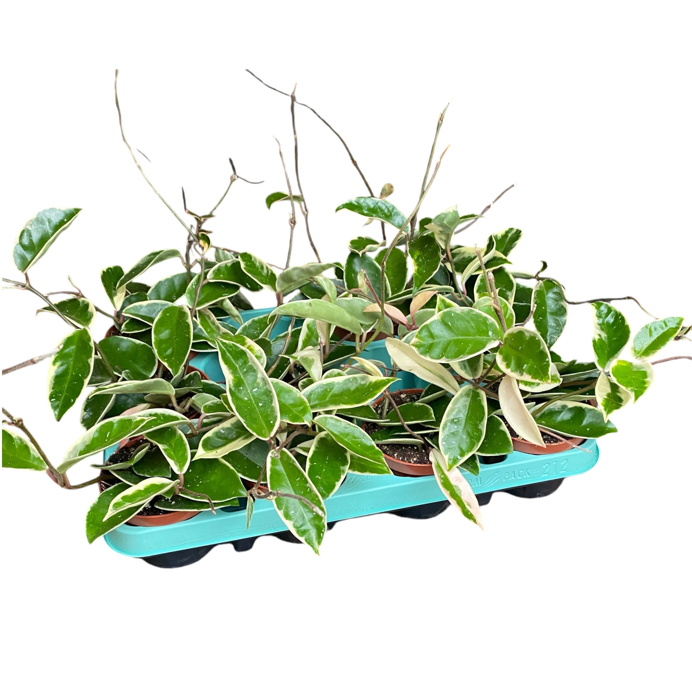 Hoya carnosa 'Krimson Queen' D9 - 2-3 plante/pot