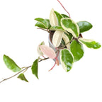 Hoya carnosa 'Krimson Queen' D9 - 2-3 Pflanzen/Topf