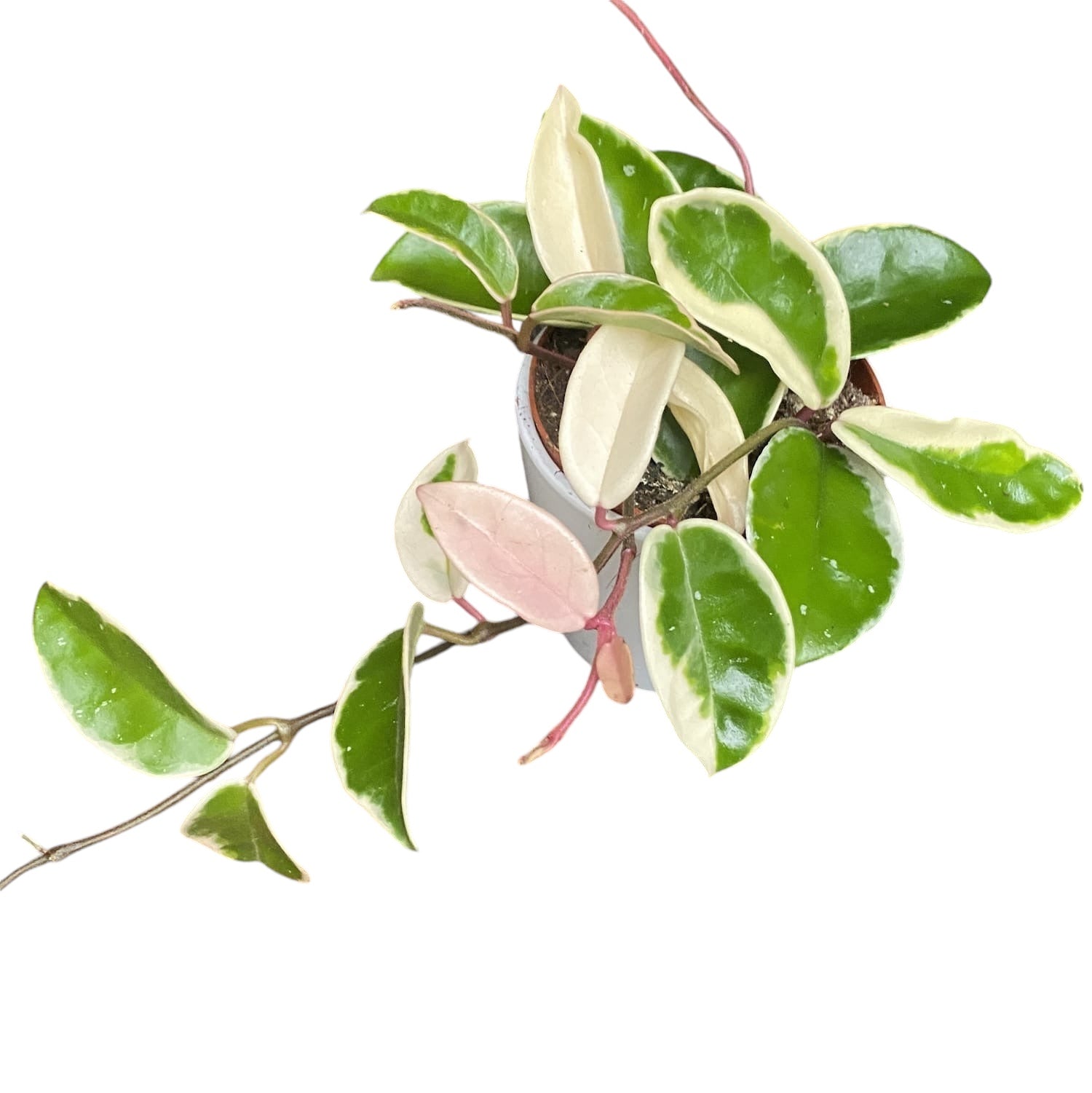 Hoya carnosa 'Krimson Queen' D9 - 2-3 plante/pot