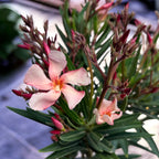 Sommeroleander - Nerium Olander