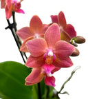 Phalaenopsis Goodnight Kiss αρωματική