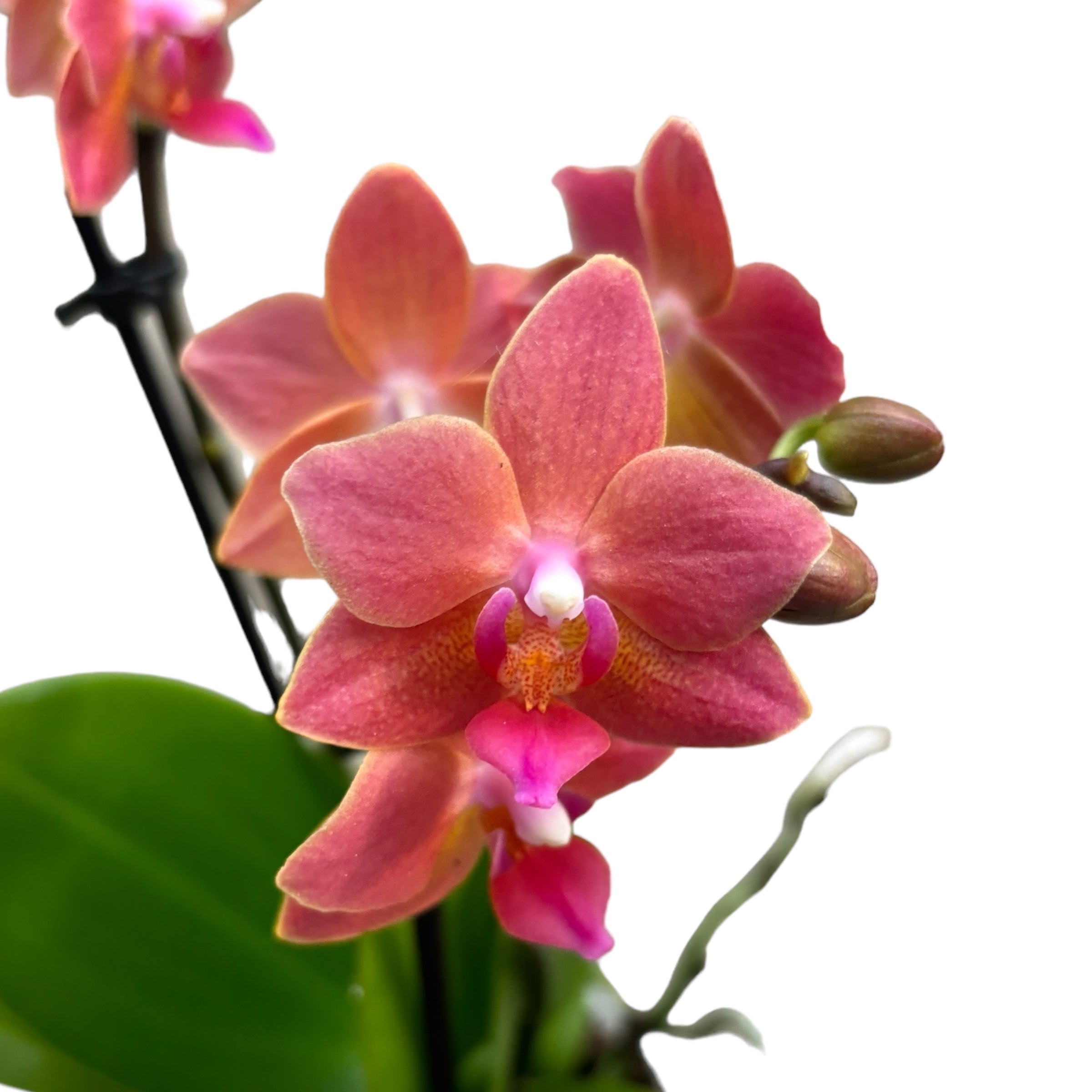 Phalaenopsis Goodnight Kiss parfumata