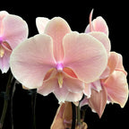 Phalaenopsis Autumn Wind (big lip)