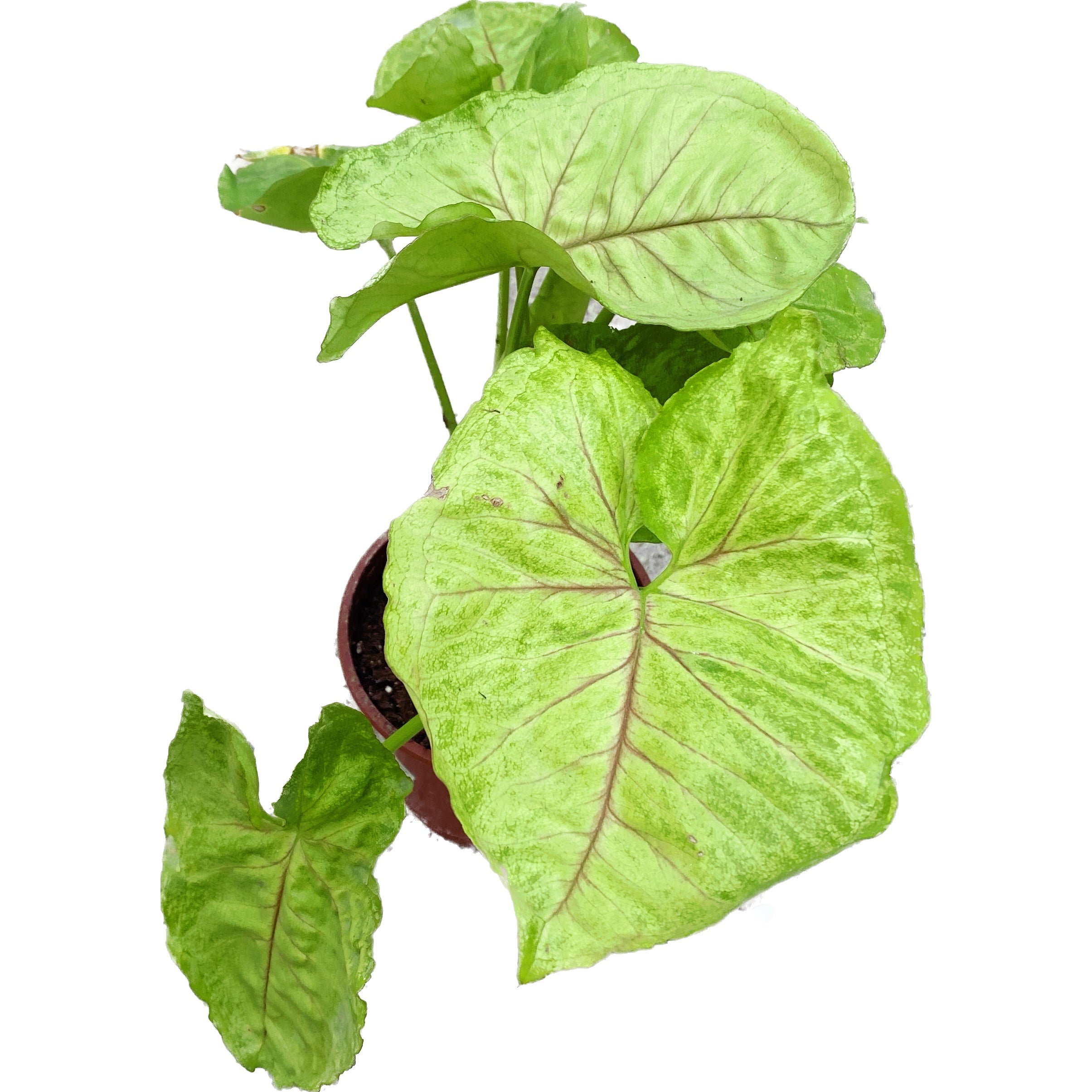 Syngonium Golden 2pp