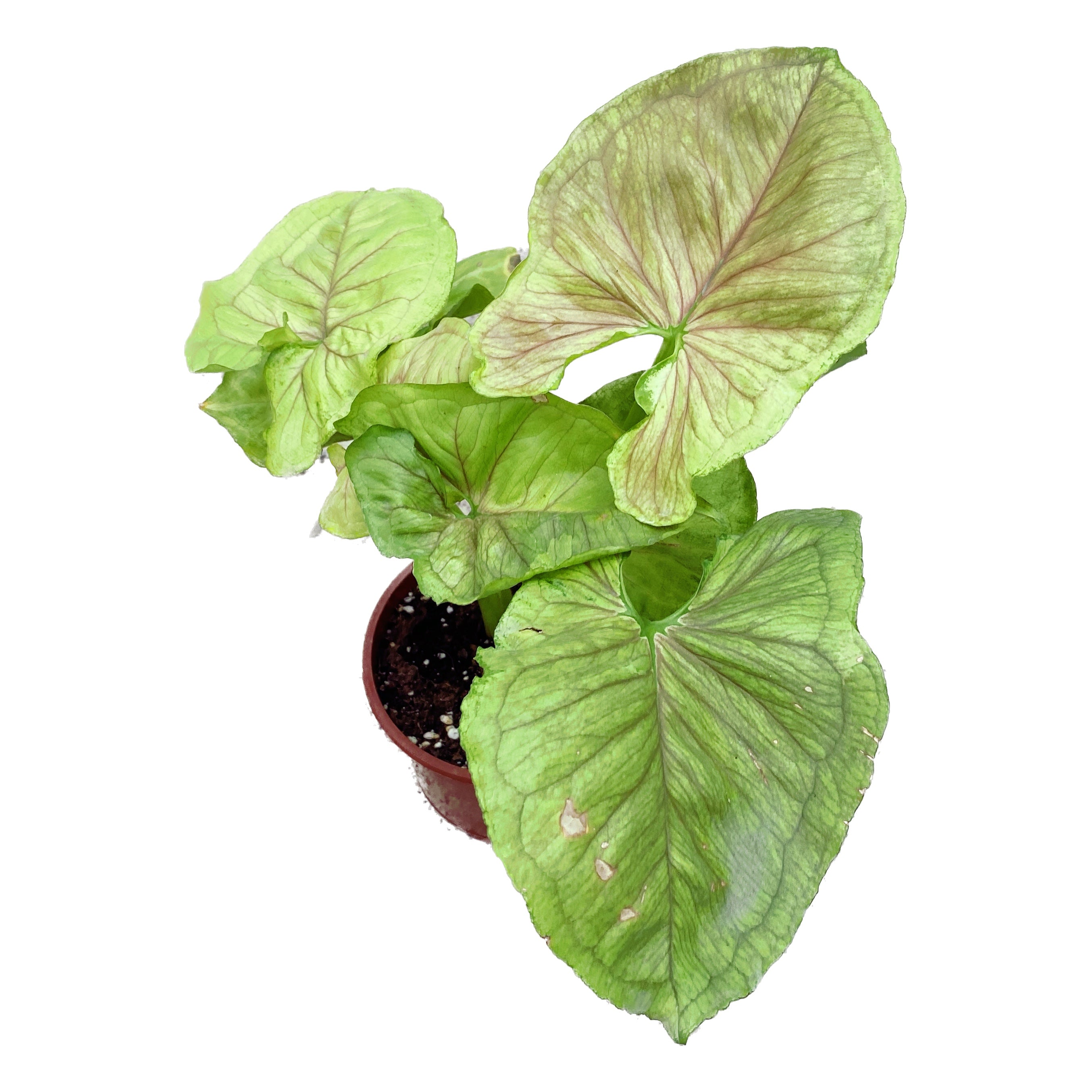 Syngonium Golden 2pp