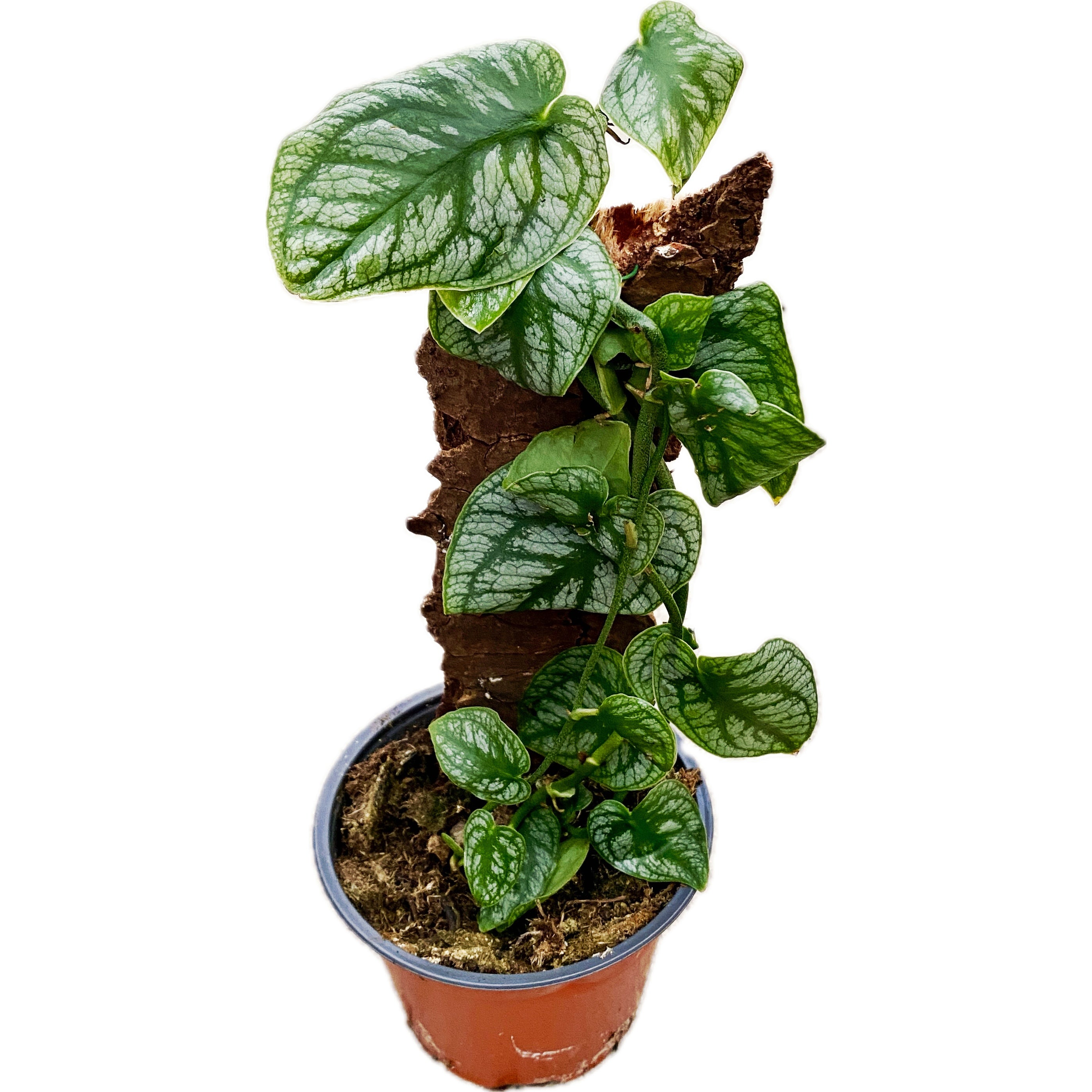 Monstera dubia (H30)