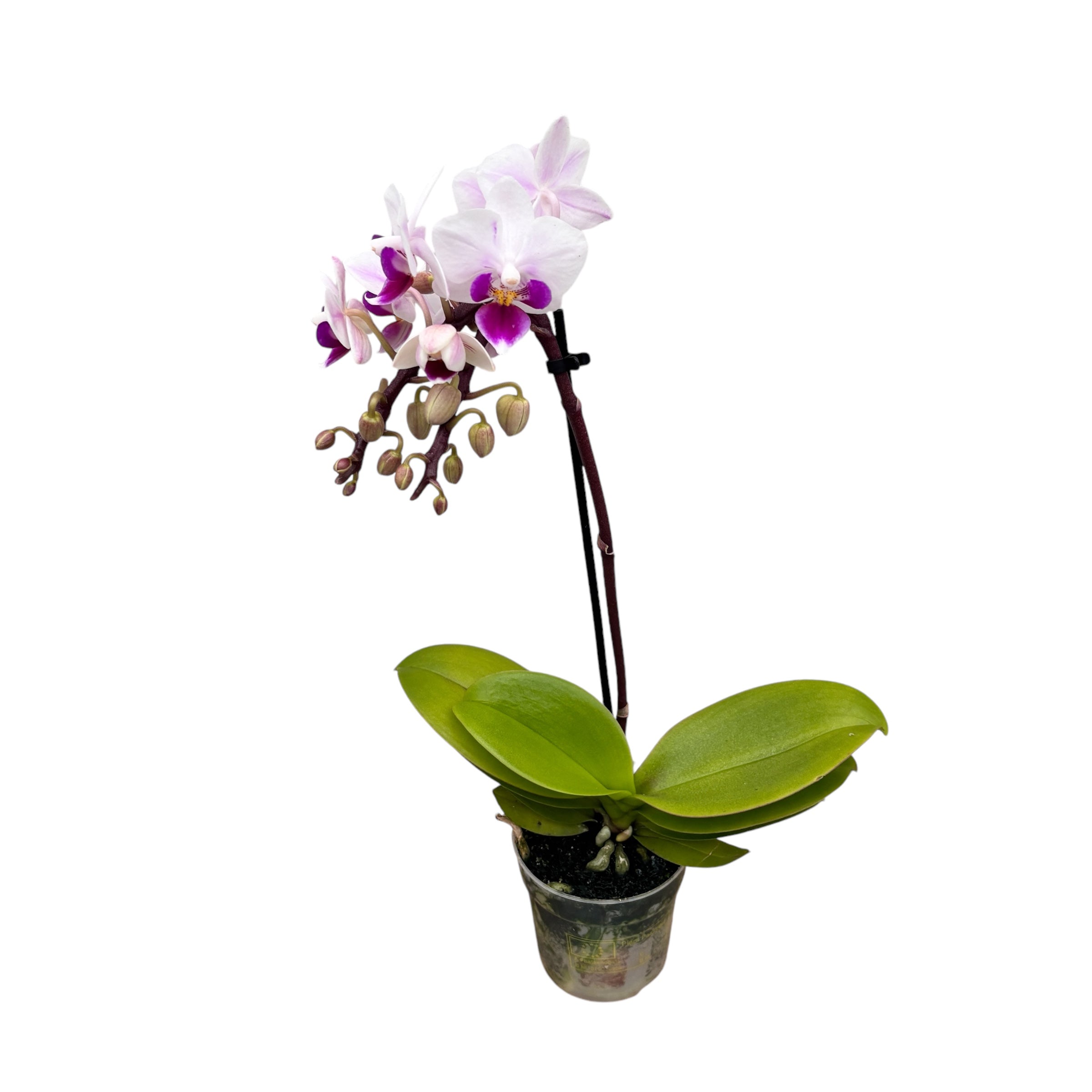 Phalaenopsis Alice (miniatura)