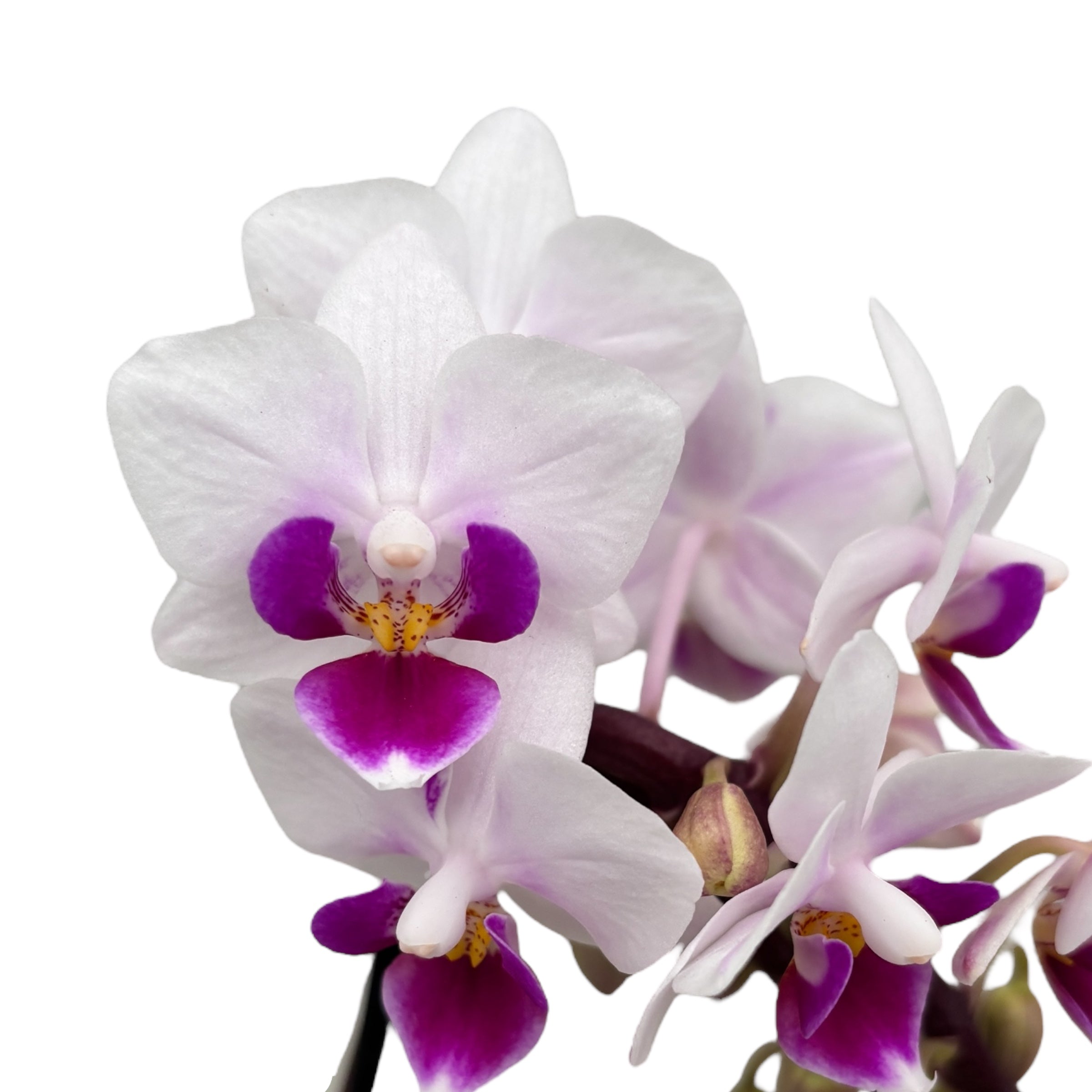 Phalaenopsis Alice (miniatura)