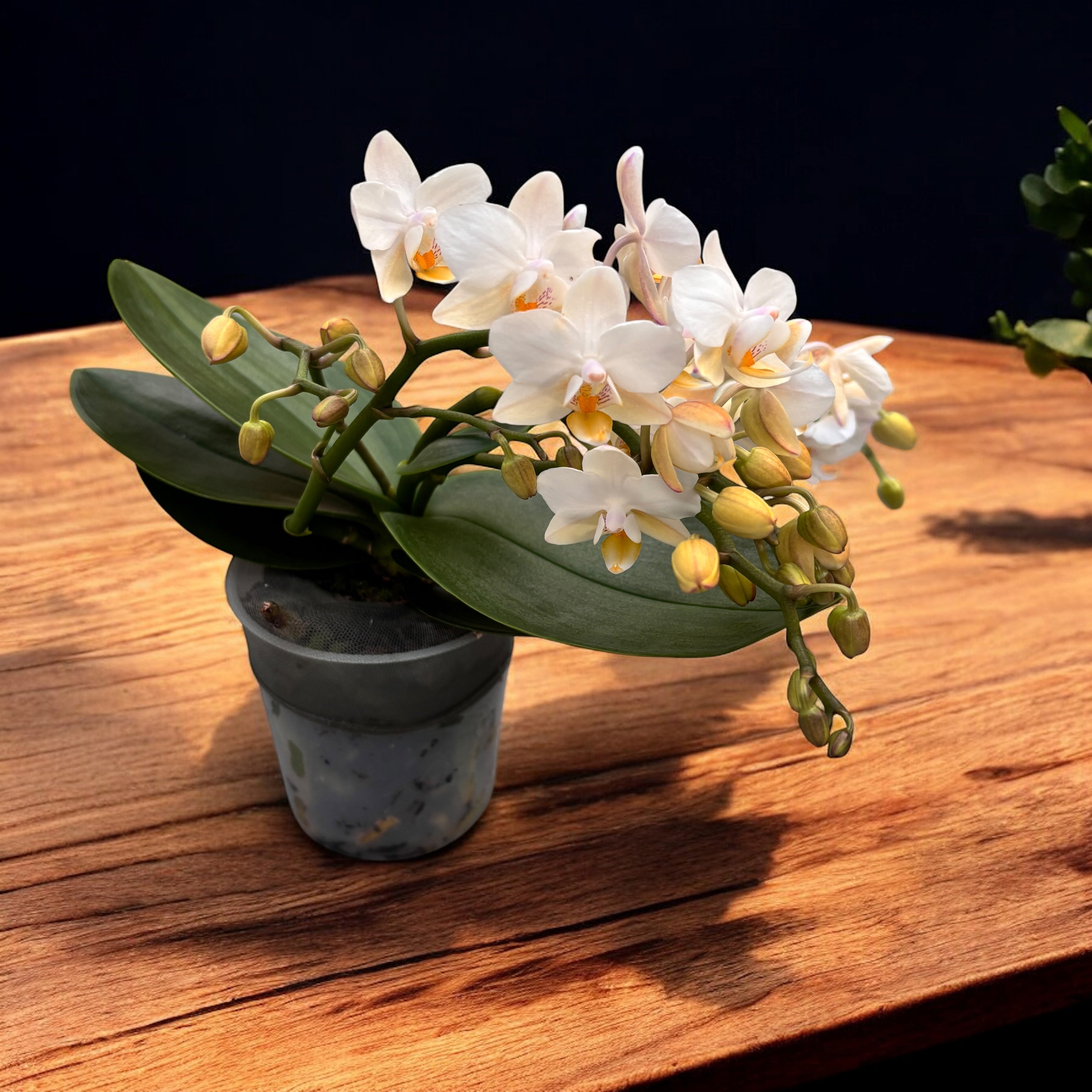 Phalaenopsis Anthura Nazare – Secret Garden Plant Shop