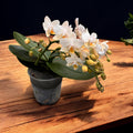Phalaenopsis Anthura Nazare