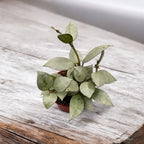 Hoya krohniana 'Eskimo' D6 (2-3 plante/pot)