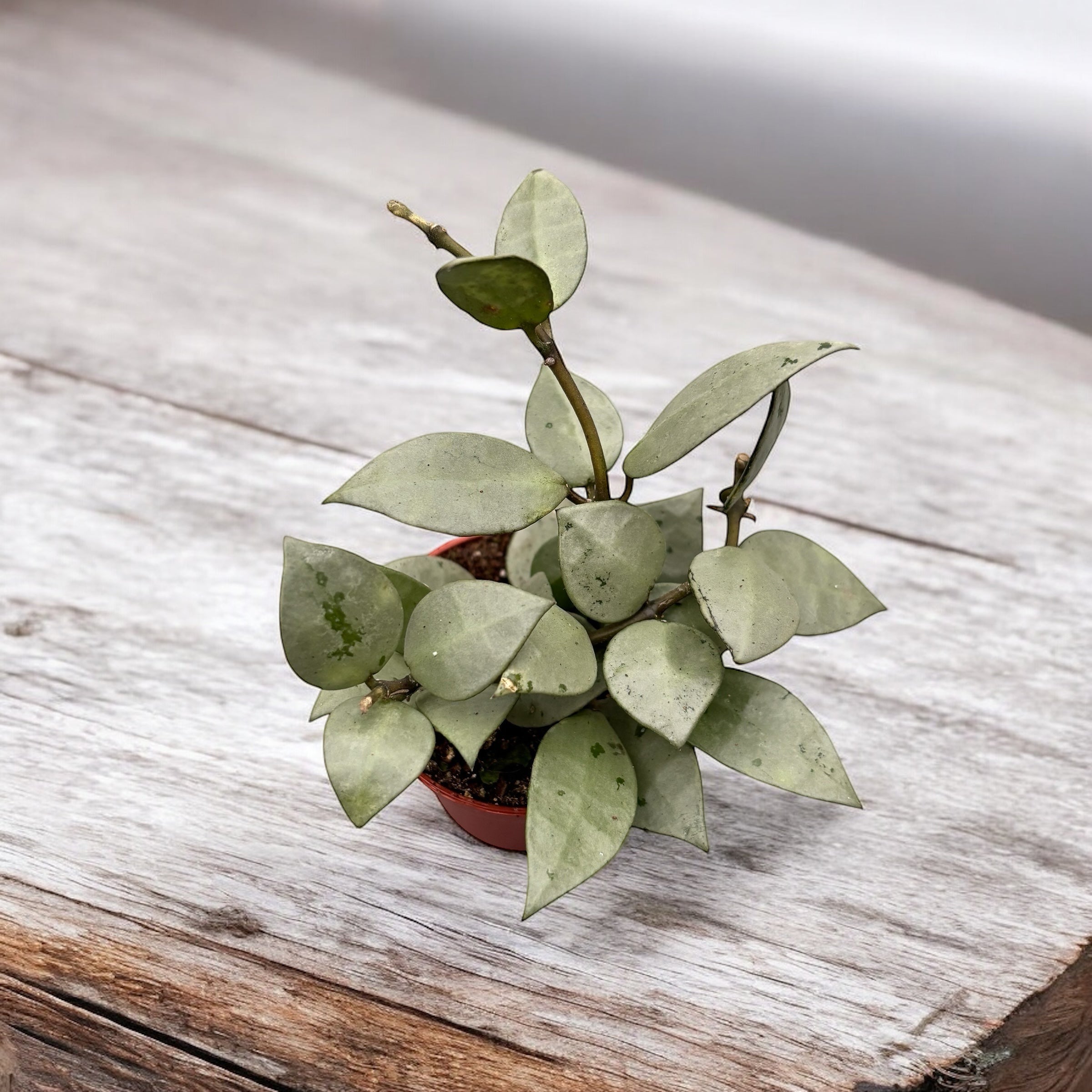 Hoya krohniana 'Eskimo' D6 (2-3 plante/pot)
