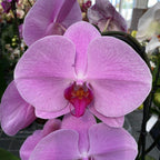 Phalaenopsis Pink Naomi (fiori XL)