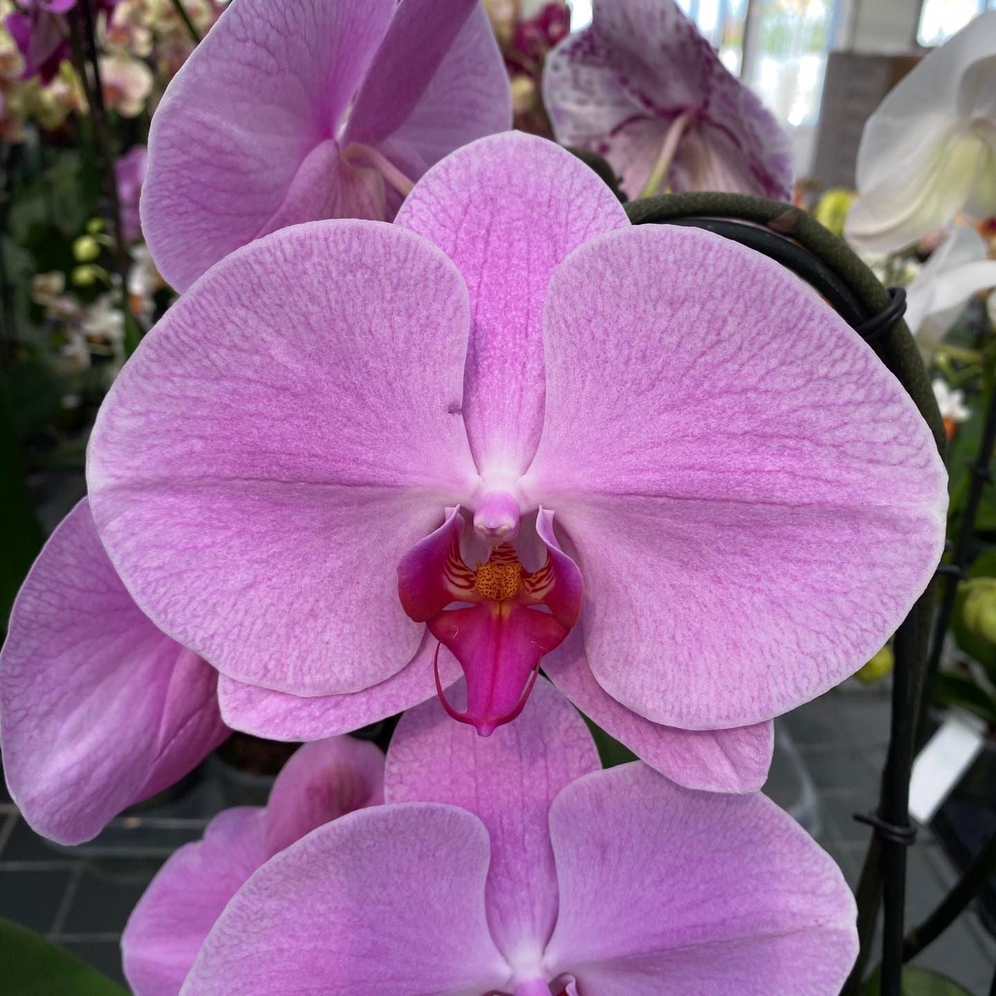 Phalaenopsis Pink Naomi (fiori XL)