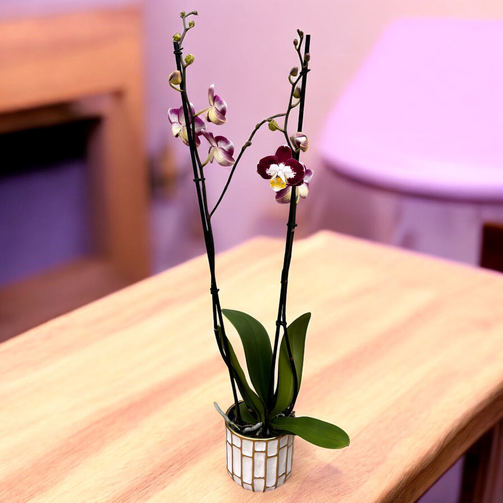 Phalaenopsis Scarlett Whisper