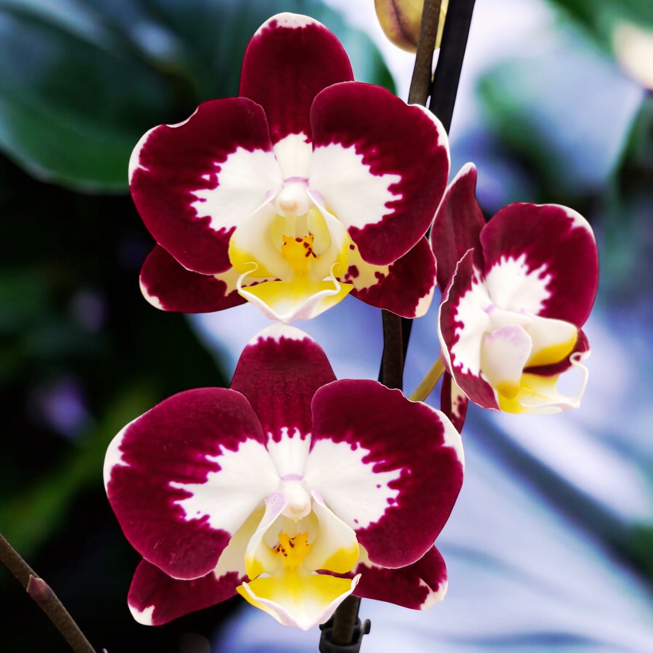 Phalaenopsis Scarlett Whisper