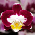 Phalaenopsis Scarlett Whisper