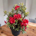 Azalea Japonica ‘Hotshot Variegata’ - de gradina