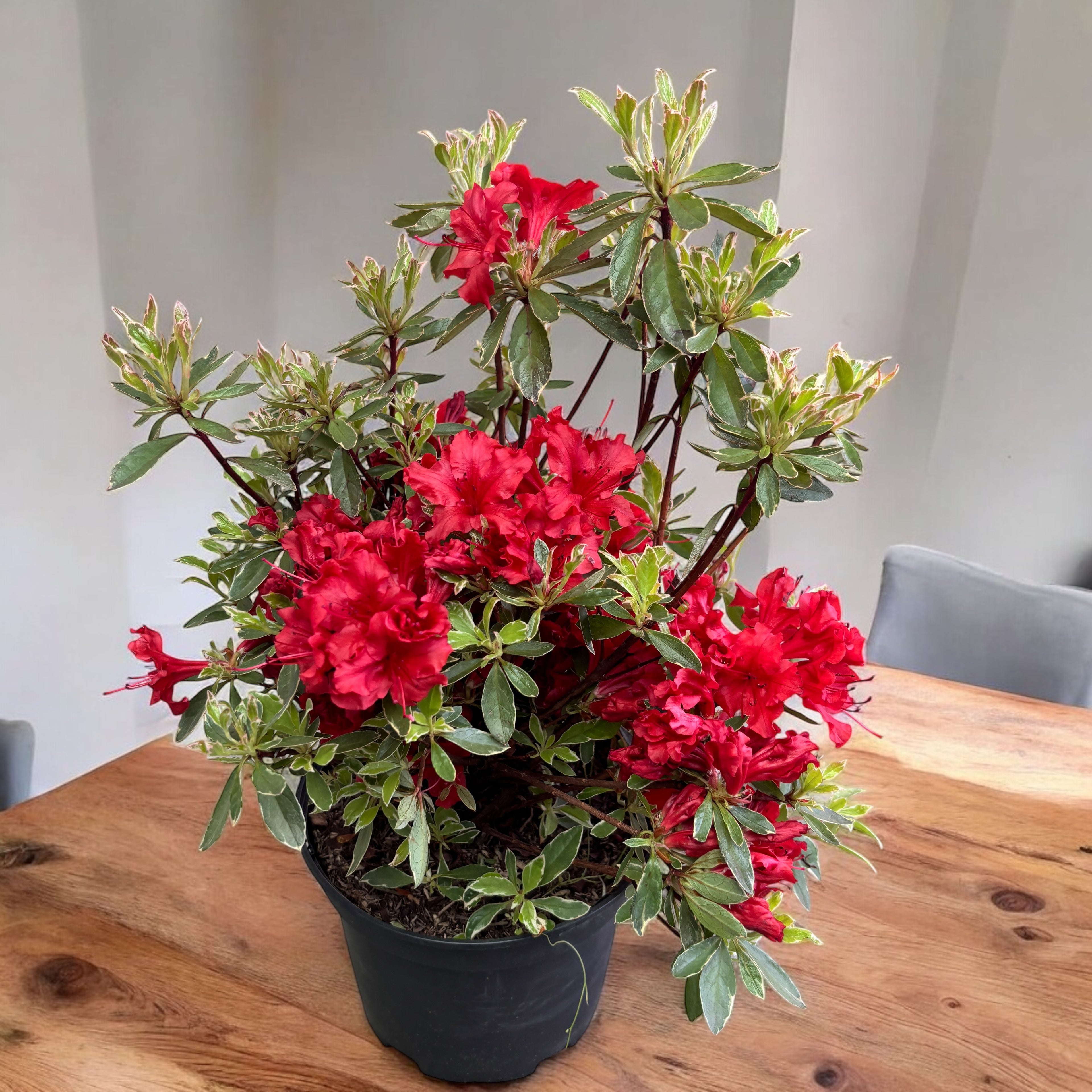 Azalka japonská ‘Hotshot Variegata’ - zahradní