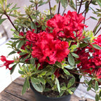 Azalea Japonica ‘Hotshot Variegata’ - de gradina