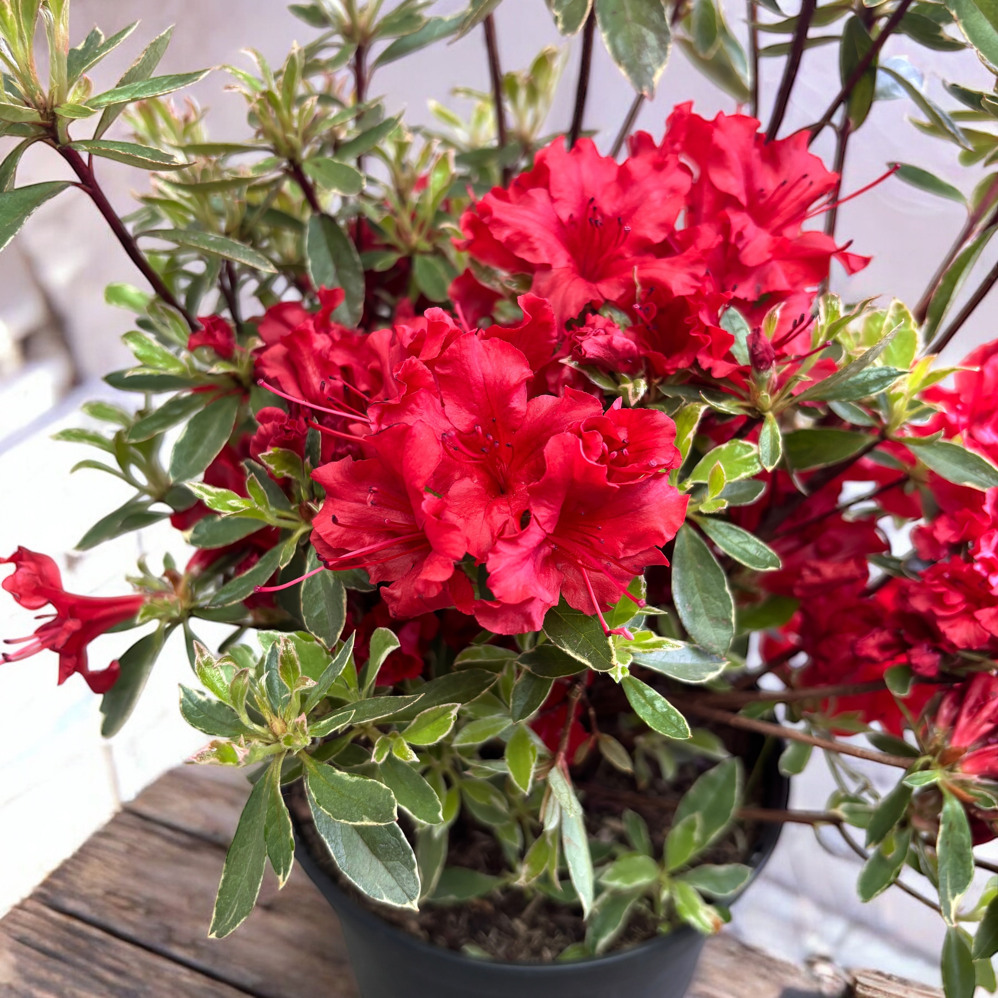 Azalka japonská ‘Hotshot Variegata’ - zahradní